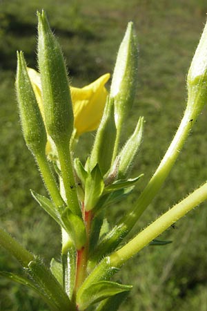 Oenothera wienii \ Danziger Nachtkerze / Danzig Evening Primrose, D Mannheim 10.9.2011