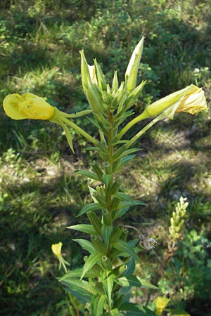 Oenothera wienii \ Danziger Nachtkerze / Danzig Evening Primrose, D Mannheim 10.9.2011