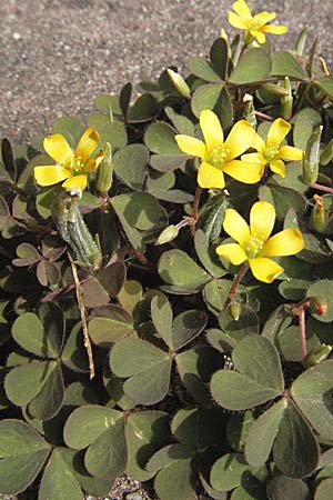 Oxalis corniculata var. corniculata \ Hornfrchtiger Sauerklee / Procumbent Yellow Sorrel, D Weinheim an der Bergstraße 24.4.2007