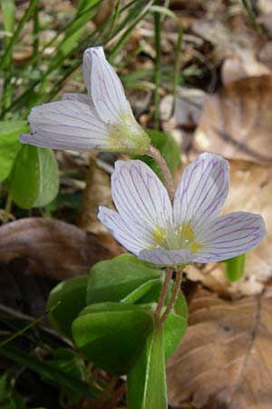 Oxalis acetosella, Wald-Sauerklee Oxalis acetosella, Wald-Sauerklee