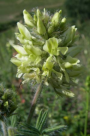 Oxytropis pilosa \ Zottige Fahnenwicke, Steppen-Spitzkiel / Wooly Milk-Vetch, D Rheinhessen, Flonheim 14.6.2008