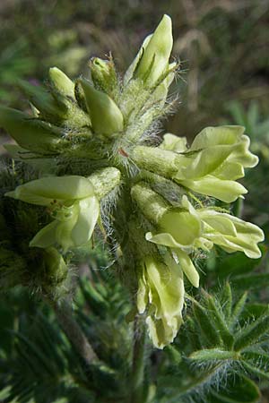 Oxytropis pilosa \ Zottige Fahnenwicke, Steppen-Spitzkiel / Wooly Milk-Vetch, D Rheinhessen, Flonheim 14.6.2008