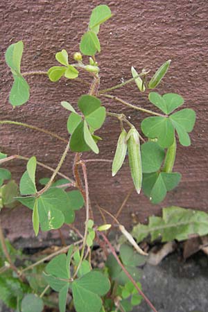 Oxalis dillenii \ Dillenius' Sauerklee / Dillenius' Sorrel, D Weinheim an der Bergstraße 12.6.2009