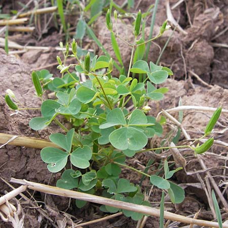Oxalis stricta \ Aufrechter Sauerklee / Upright Oxalis, D Wiesloch 11.9.2012