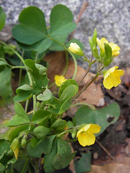 Oxalis stricta \ Aufrechter Sauerklee / Upright Oxalis, D Weinheim an der Bergstraße 18.10.2012