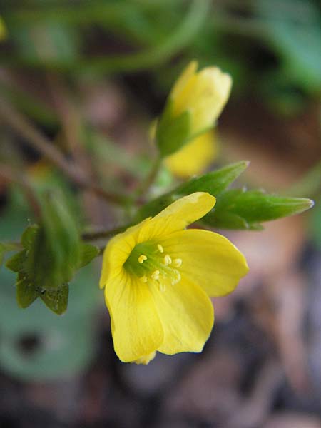 Oxalis stricta \ Aufrechter Sauerklee / Upright Oxalis, D Weinheim an der Bergstraße 18.10.2012