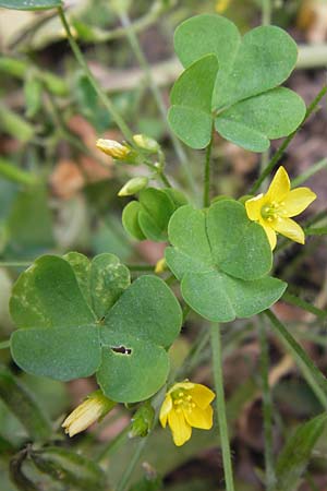 Oxalis stricta, Aufrechter Sauerklee Oxalis stricta, Aufrechter Sauerklee