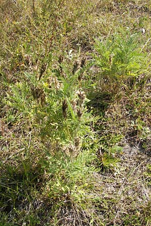 Oxytropis pilosa \ Zottige Fahnenwicke, Steppen-Spitzkiel / Wooly Milk-Vetch, D Thüringen, Drei Gleichen 6.8.2013