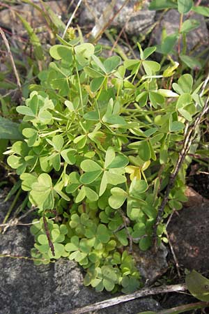 Oxalis dillenii \ Dillenius' Sauerklee / Dillenius' Sorrel, D Mannheim 21.9.2013