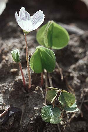 Oxalis acetosella \ Wald-Sauerklee / Wood Sorrel, D Neustadt an der Weinstraße 23.4.2006