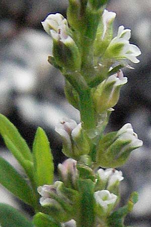 Polygonum rurivagum \ Unbestndiger Vogel-Knterich, Schmalblttriger Acker-Vogelknterich / Cornfield Knotgrass, Narrow-Leaf Knotweed, D Bensheim 5.7.2007