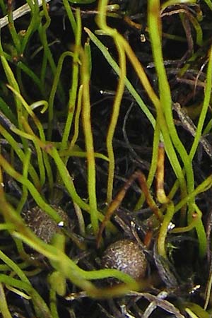 Pilularia globulifera \ Pillen-Farn / Pillwort, D Botan. Gar.  Universit.  Mainz 11.7.2009