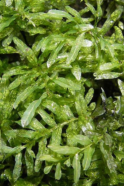 Plagiomnium undulatum \ Gewelltbl&auml;ttriges Sternmoos / Hart's-Tongue Thyme Moss, D Weinheim an der Bergstra&szlig;e 26.7.2009