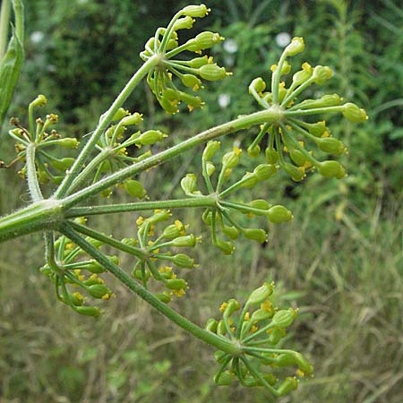 Pastinaca sativa \ Pastinak / Parsnip, D Waghäusel 8.7.2006