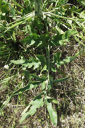 Pastinaca sativa \ Pastinak / Parsnip, D Neuleiningen 17.7.2006