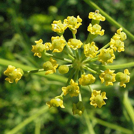 Pastinaca sativa \ Pastinak / Parsnip, D Mannheim 24.7.2006