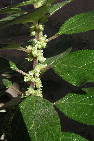 Parietaria judaica \ stiges Glaskraut, Mauer-Glaskraut / Pellitory-of-the-Wall, D Hirschhorn 24.9.2006