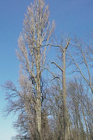 Populus x canadensis \ Kanadische Pappel, Bastard-Schwarzpappel / Black Poplar, D Ketsch 11.3.2007