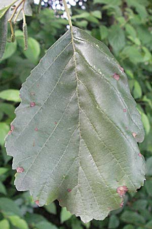 Alnus glutinosa \ Schwarz-Erle / Alder, D Hemsbach 16.8.2007