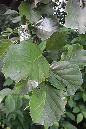 Alnus glutinosa \ Schwarz-Erle / Alder, D Hemsbach 16.8.2007