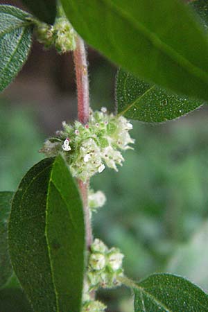 Parietaria judaica \ stiges Glaskraut, Mauer-Glaskraut / Pellitory-of-the-Wall, D Mannheim 19.8.2007