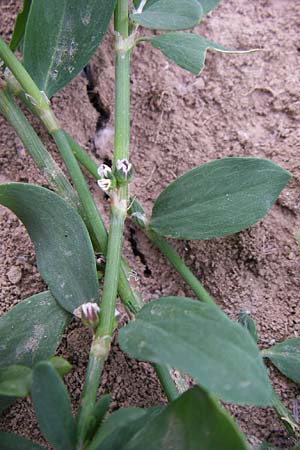 Polygonum aviculare \ Echter Vogel-Knterich / Common Knotgrass, English Knotgrass, D Lampertheim 27.5.2008