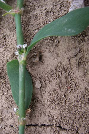 Polygonum aviculare \ Echter Vogel-Knterich / Common Knotgrass, English Knotgrass, D Lampertheim 27.5.2008