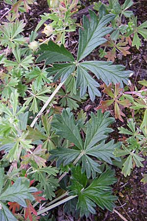 Potentilla argentea agg. \ Silber-Fingerkraut / Hoary Cinquefoil, D Rheinstetten-Silberstreifen 21.7.2008