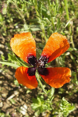 Papaver argemone \ Sand-Mohn / Prickly Poppy, D Nördlingen 23.5.2009