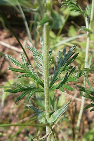 Potentilla argentea agg. \ Silber-Fingerkraut / Hoary Cinquefoil, D Queichhambach 4.5.2011