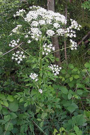 Pleurospermum austriacum \ sterreichischer Rippensame / Austrian Pleurospermum, D Ettal 21.6.2011