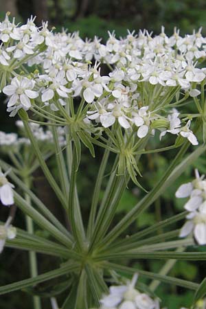 Pleurospermum austriacum \ sterreichischer Rippensame / Austrian Pleurospermum, D Ettal 21.6.2011