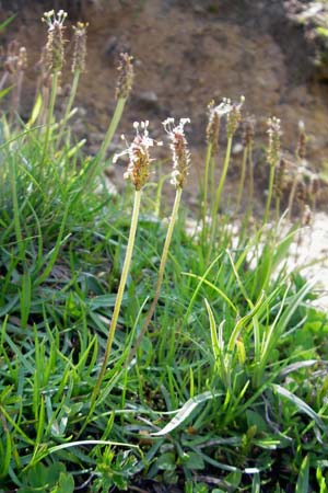 Plantago alpina \ Alpen-Wegerich / Alpine Plantain, D Immenstadt 21.6.2011