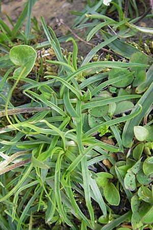 Plantago alpina \ Alpen-Wegerich / Alpine Plantain, D Immenstadt 21.6.2011