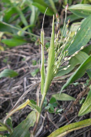 Panicum hillmanii \ Hillmans Rispen-Hirse / Hillman's Millet, D Mannheim 29.9.2011