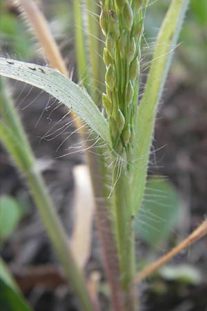 Panicum hillmanii \ Hillmans Rispen-Hirse / Hillman's Millet, D Mannheim 29.9.2011
