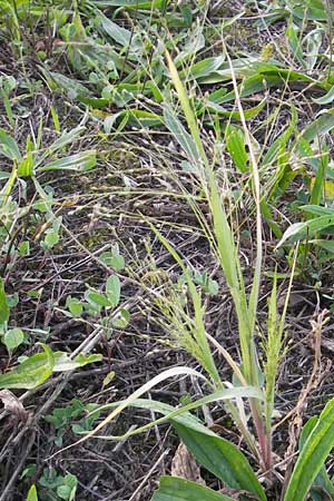 Panicum hillmanii \ Hillmans Rispen-Hirse / Hillman's Millet, D Mannheim 29.9.2011