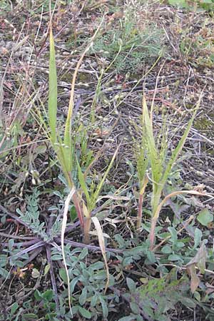 Panicum hillmanii \ Hillmans Rispen-Hirse / Hillman's Millet, D Mannheim 29.9.2011