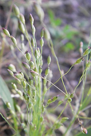 Panicum hillmanii \ Hillmans Rispen-Hirse / Hillman's Millet, D Mannheim 29.9.2011