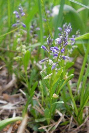 Polygala amarella \ Sumpf-Kreuzblume, Sumpf-Kreuzblmchen / Dwarf Milkwort, D Mosbach 12.5.2012