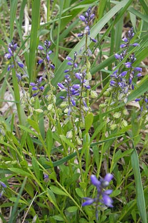 Polygala amarella \ Sumpf-Kreuzblume, Sumpf-Kreuzblmchen / Dwarf Milkwort, D Mosbach 12.5.2012