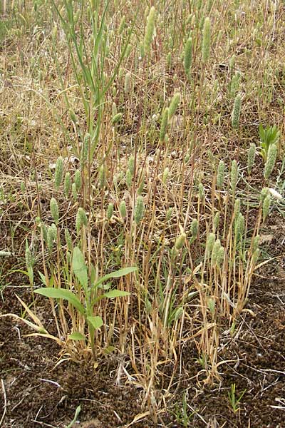 Phleum arenarium \ Sand-Lieschgras / Sand Cat's-Tail, D Mainz 31.5.2012