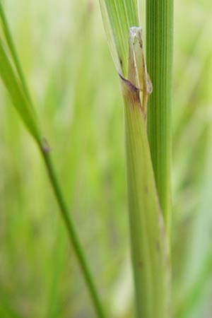 Calamagrostis epigejos \ Land-Reitgras / Wood Small Reed, D Hassloch 21.6.2012