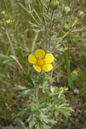 Potentilla argentea var. tephrodes \ Graues Silber-Fingerkraut, D Waghäusel-Wiesental 24.6.2012