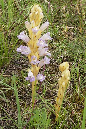 Phelipanche arenaria \ Sand-Sommerwurz / Wormwood Broomrape, D Mainz 30.6.2012