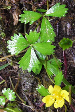 Potentilla anglica \ Niederliegendes Fingerkraut / Trailing Tormentil, D Eberbach 17.7.2012