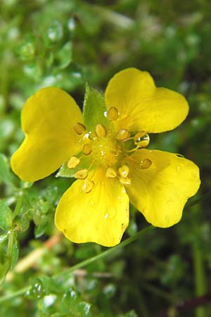 Potentilla anglica \ Niederliegendes Fingerkraut / Trailing Tormentil, D Eberbach 17.7.2012