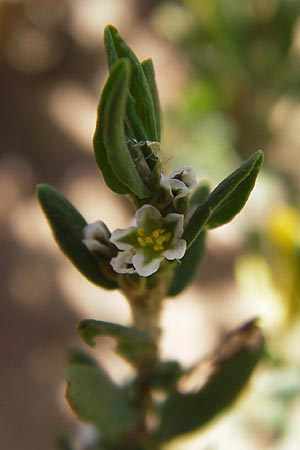 Polygonum arenastrum \ Trittrasen-Vogel-Knterich / Equal-Leaved Knotgrass, D Heidelberg 23.7.2012