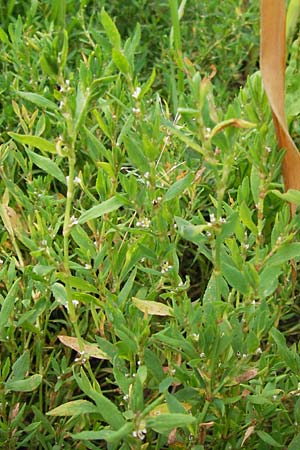 Polygonum aviculare \ Echter Vogel-Knterich / Common Knotgrass, English Knotgrass, D Kehl 28.7.2012