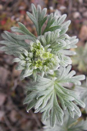 Potentilla argentea agg. \ Silber-Fingerkraut / Hoary Cinquefoil, D Mannheim 1.5.2013